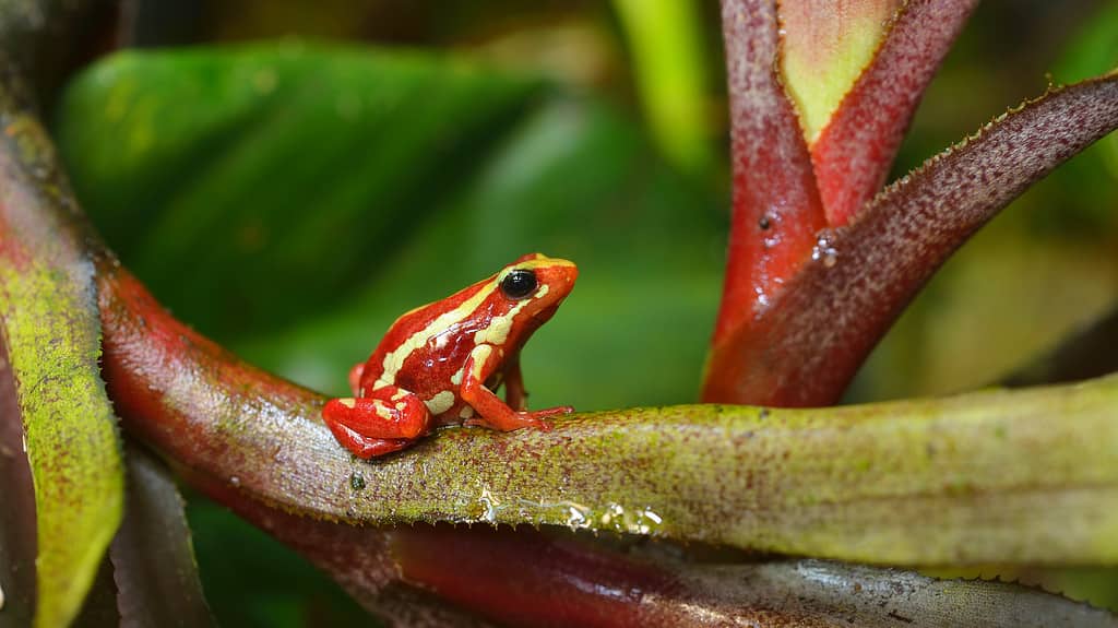 Small striped red frog Epipedobates tricolor sitting on colourful exotic plants in natural rainforest environment.