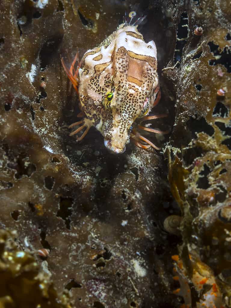 Grunt Sculpin (Rhamphocottus richardsonii)