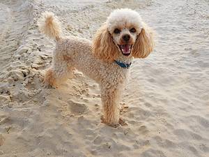 Can Poodles Swim? 6 Important Precautions to Take Picture