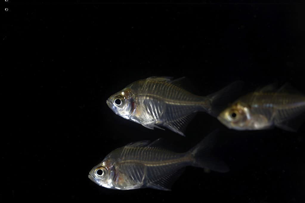 Indian glassy fish (Parambassis ranga)