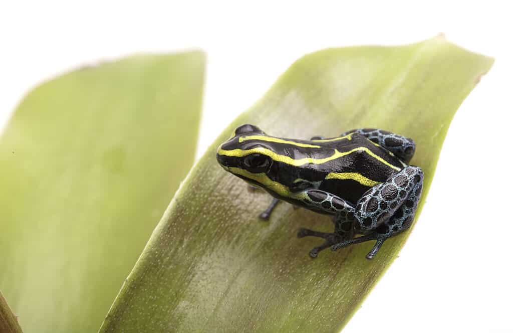 Small yellow striped poison dart frog, Ranitomeya ventrimaculata Rodyll from the Amazon rain forest in Peru Isolated on white background