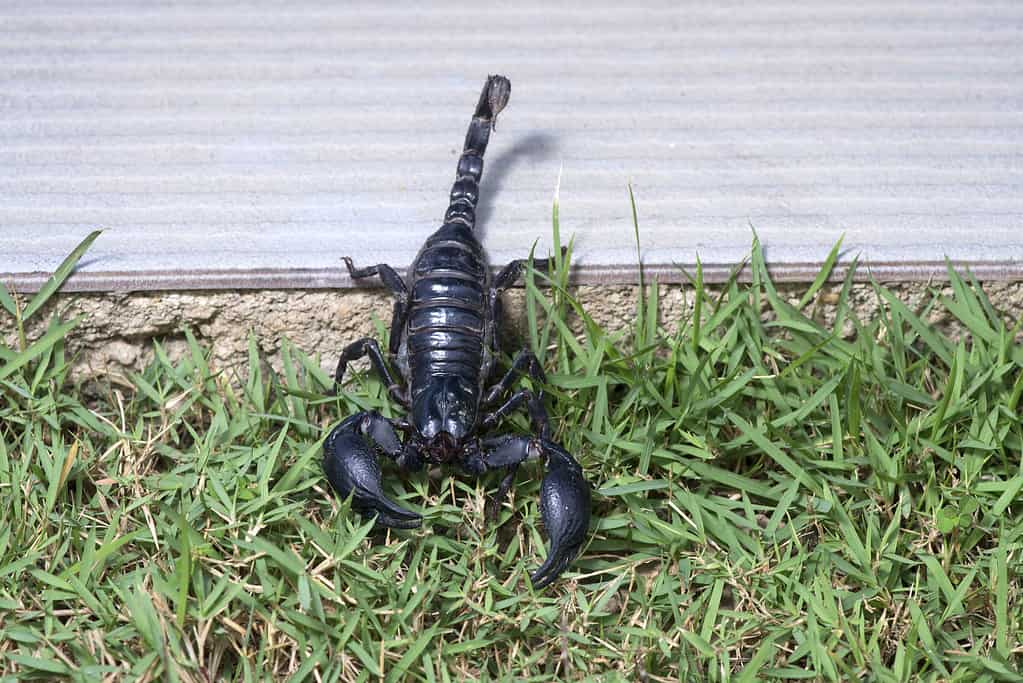 A scorpion outside a house on the grass. 