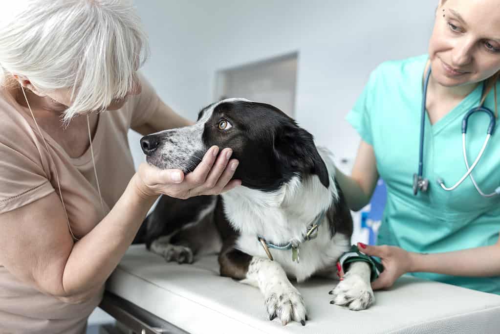 Veterinary professional examining a dog