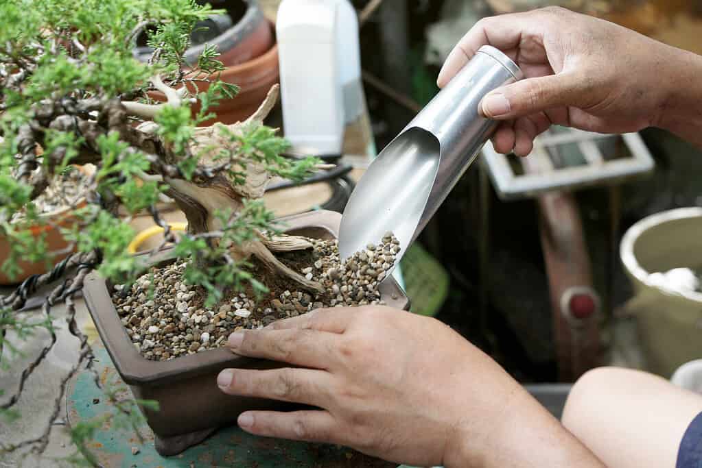 A person carefully applying fertilizer to a bonsai tree. 