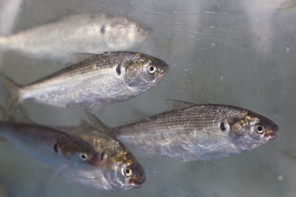 Gizzard shad in the aquarium. Konoshiro