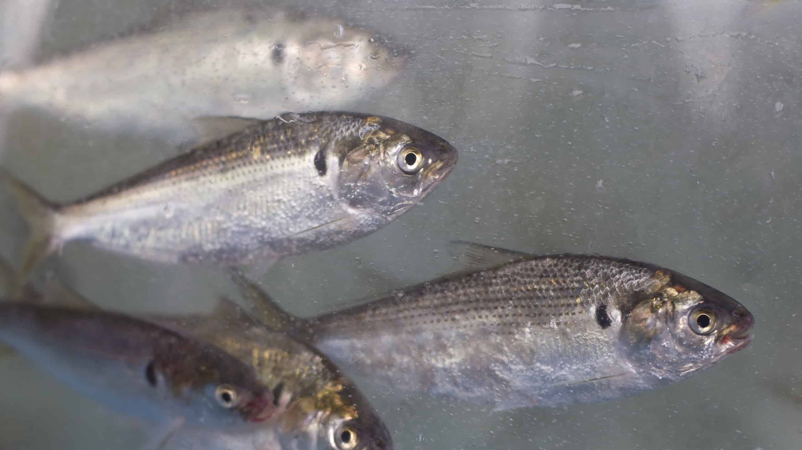 Gizzard shad in the aquarium. Konoshiro