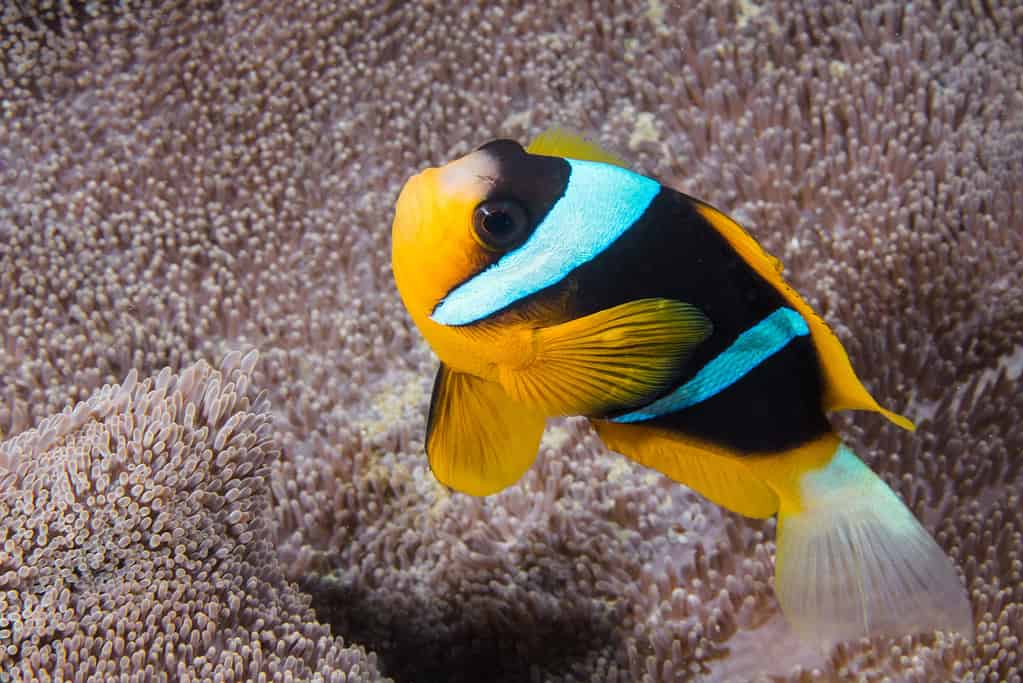 different colored clown fish