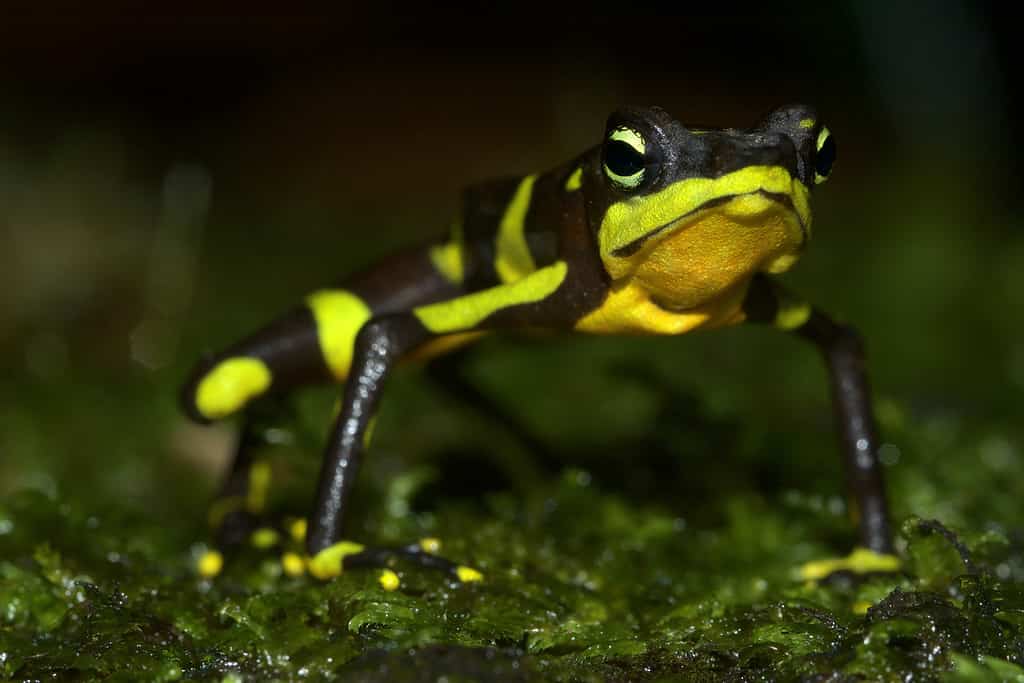 Limosa harlequin frog from Panama