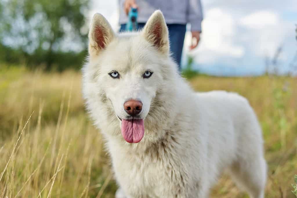 An image of an Isabela husky with its striking blue eyes. 