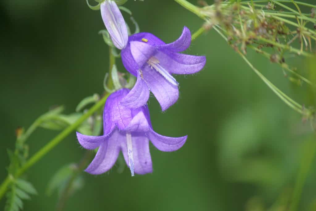 Serbian Bellflower