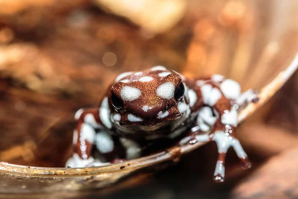 Marañón poison frog (Excidobates mysteriosus)