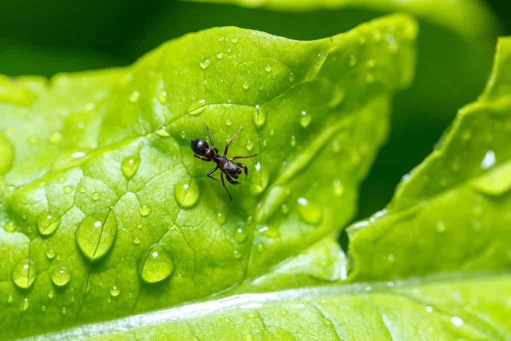 Moisture ant on a wet green leaf- Ants set to emerge in Washington