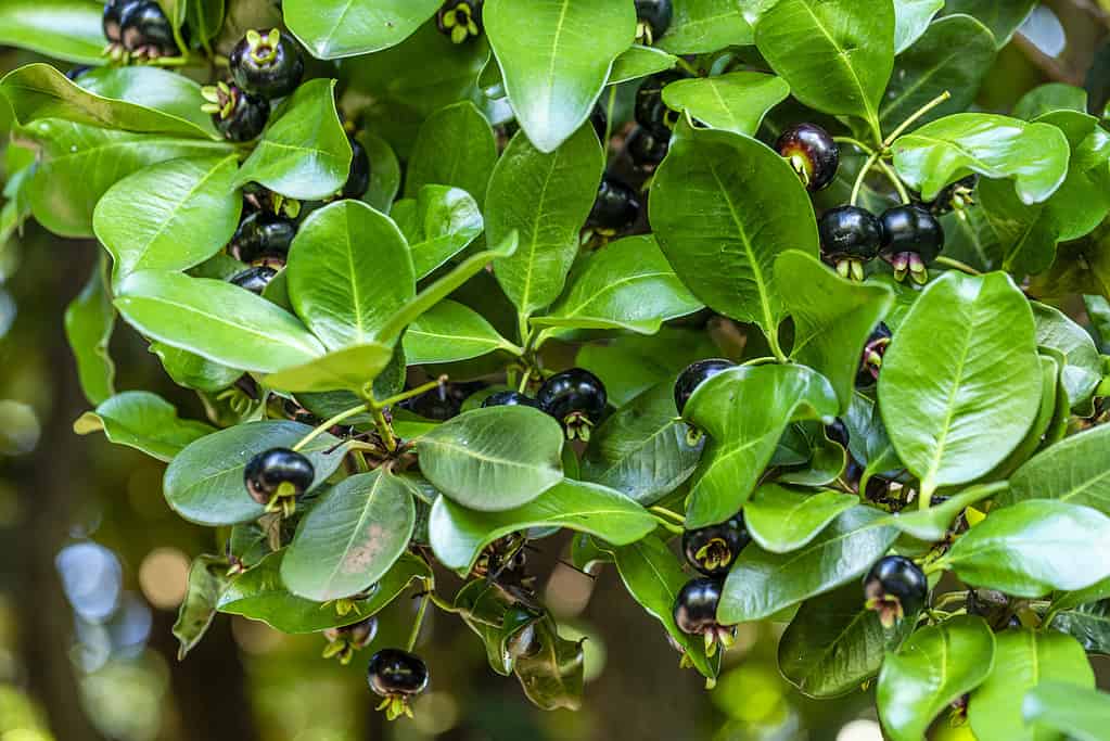 A bush with black-purple Eugenia fruits or Eugenia brasiliensis