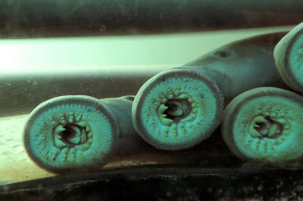 A close up of Pacific Lamprey