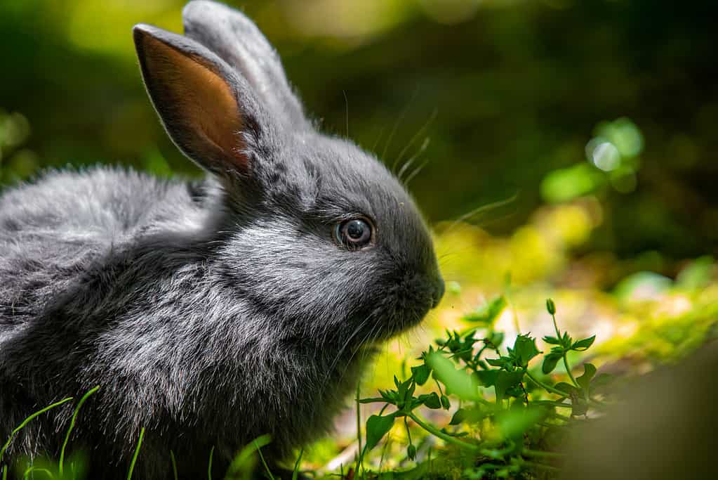 Image of an American Chinchilla rabbit, showcasing its unique coat and adorable features.