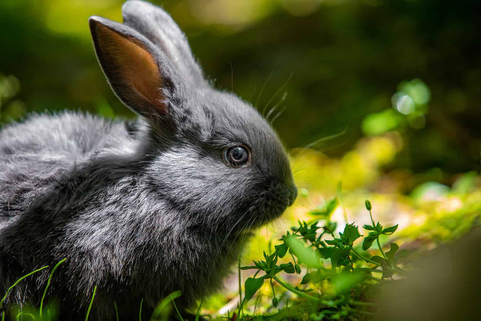 Can Rabbits See in the Dark? This Is What Experts Say AZ Animals