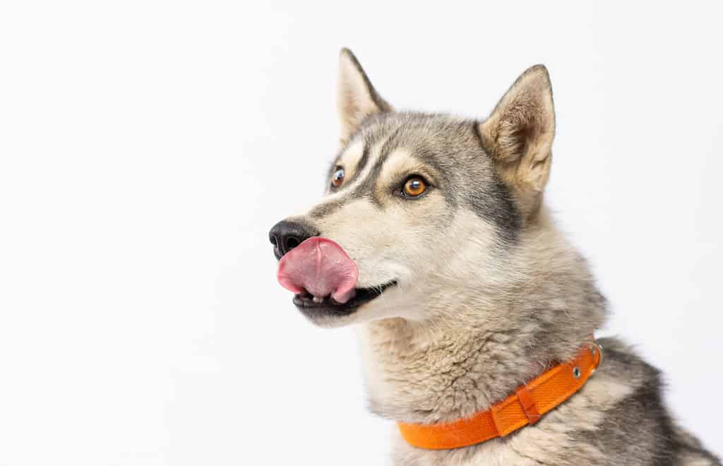 A black and tan Siberian husky. 