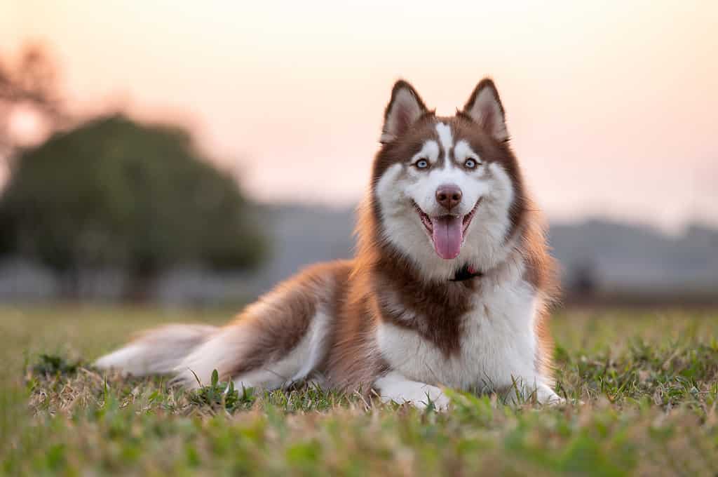 A Siberian husky lying on the grass with his tongue hanging out, looking at the camera. 