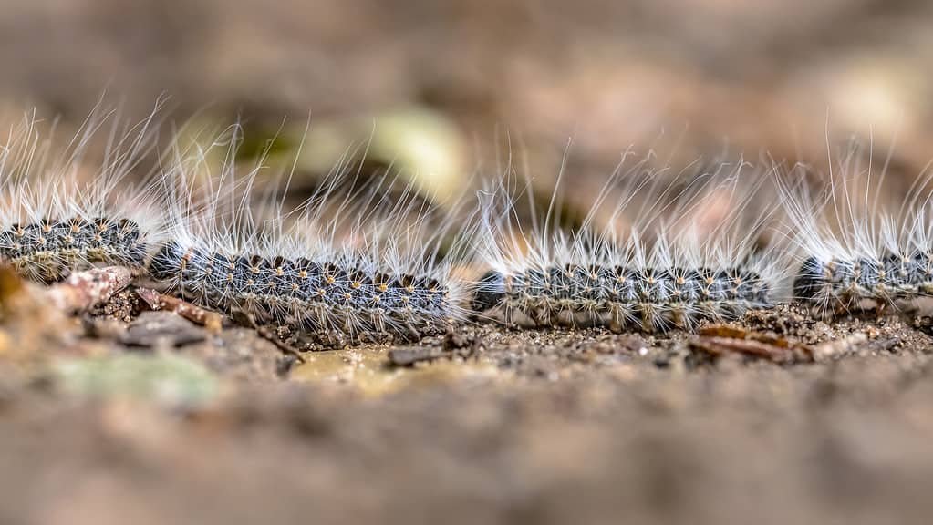 Oak processionary (Thaumetopoea processionea) caterpillars in a row on procession in june, the Netherlands