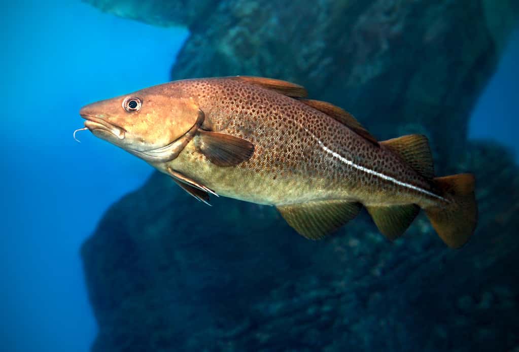 Gadus morhua, Atlantic Cod, Portrait,close up, detail, Ocean deepwater fish.