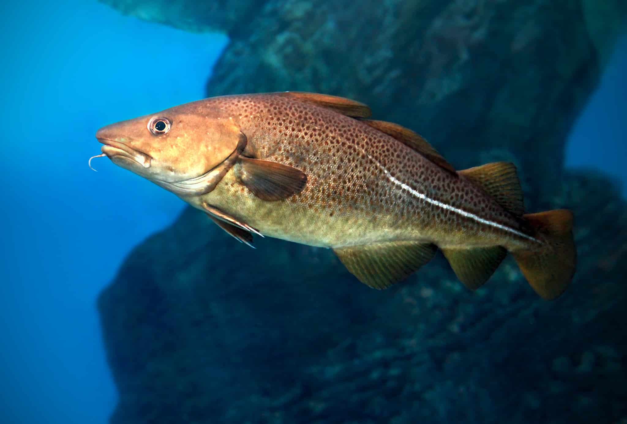 The 10 Largest Fish Ever Caught in Rhode Island - A-Z Animals