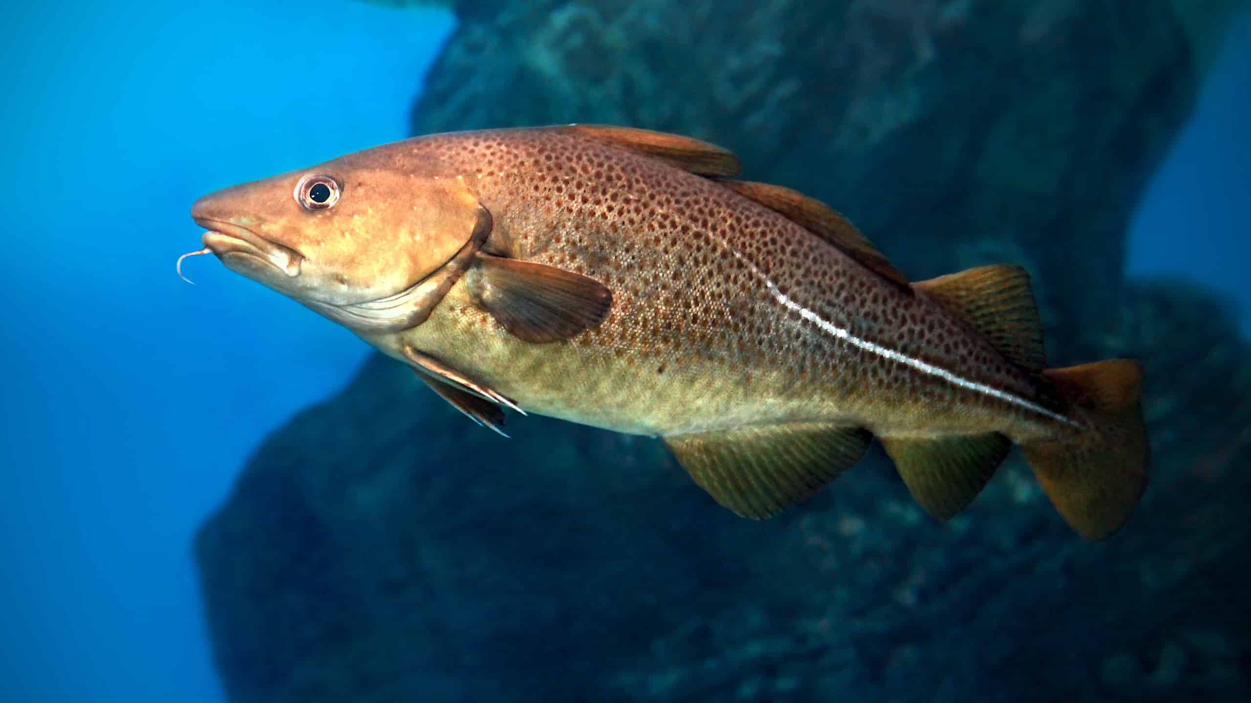 Atlantic Cod Fish Atlantic Cod Fish