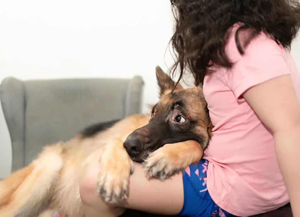 A person showing affection to a German Shepherd mother after giving birth, fostering a bond of love and care.