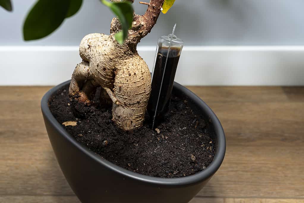 A bonsai tree with fertilizer