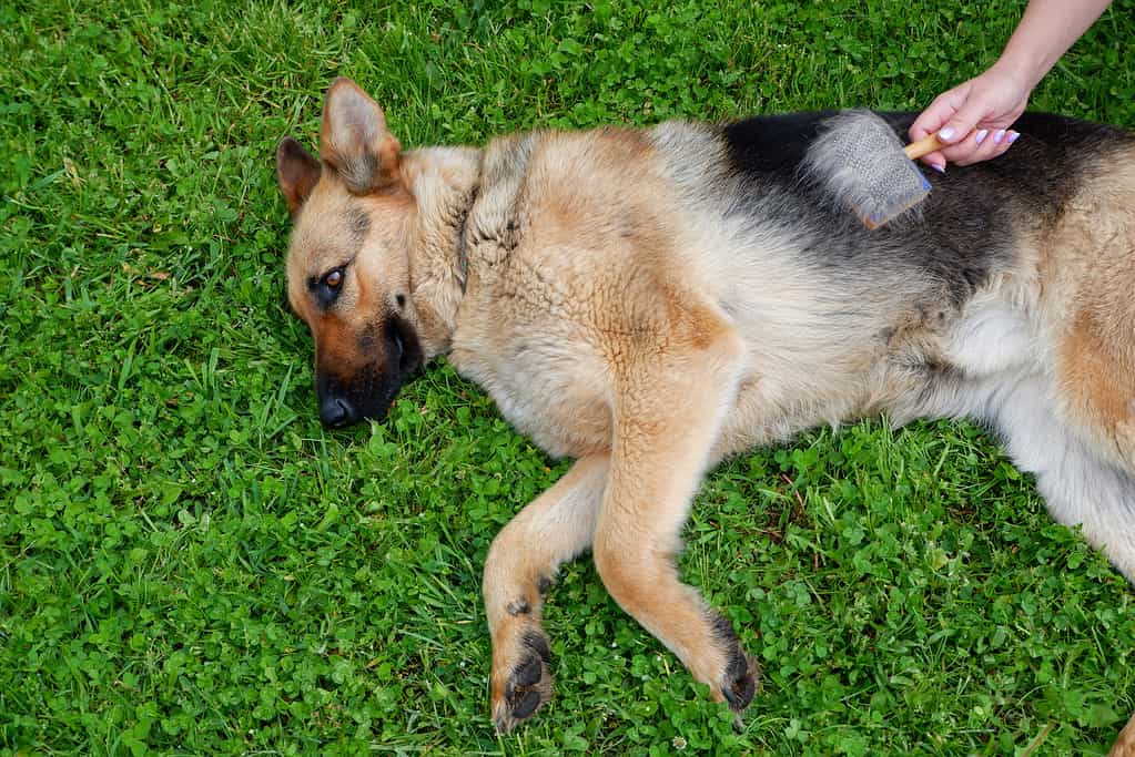 Weekly pregnancy milestones of a German Shepherd, focusing on weeks 7-9 of gestation.