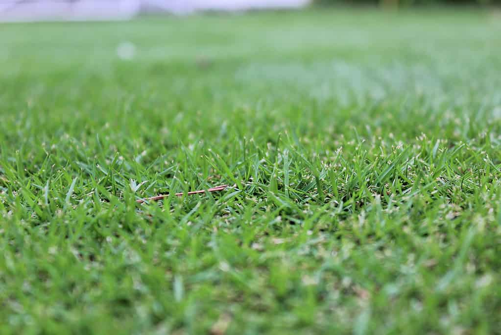 Zoysia Tenuifolia grass growing in a lawn.