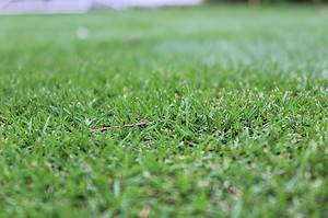 Zoysia Grass in the Winter: 5 Helpful Tips as Your Lawn Turns Dormant and Brown Picture