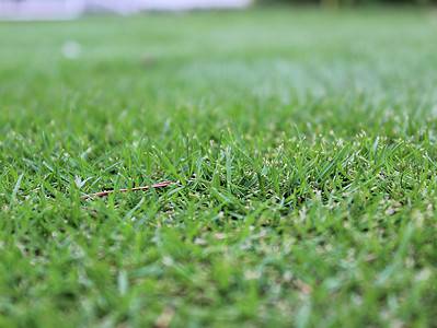 A Zoysia Grass in the Winter: 5 Helpful Tips as Your Lawn Turns Dormant and Brown