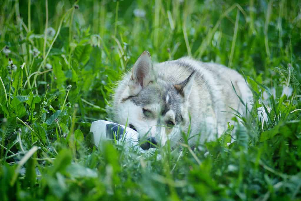A husky playing with a deflated ball in the grass. 