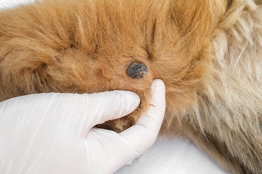 Close-up image showcasing dog warts, small growths on a dog's skin.