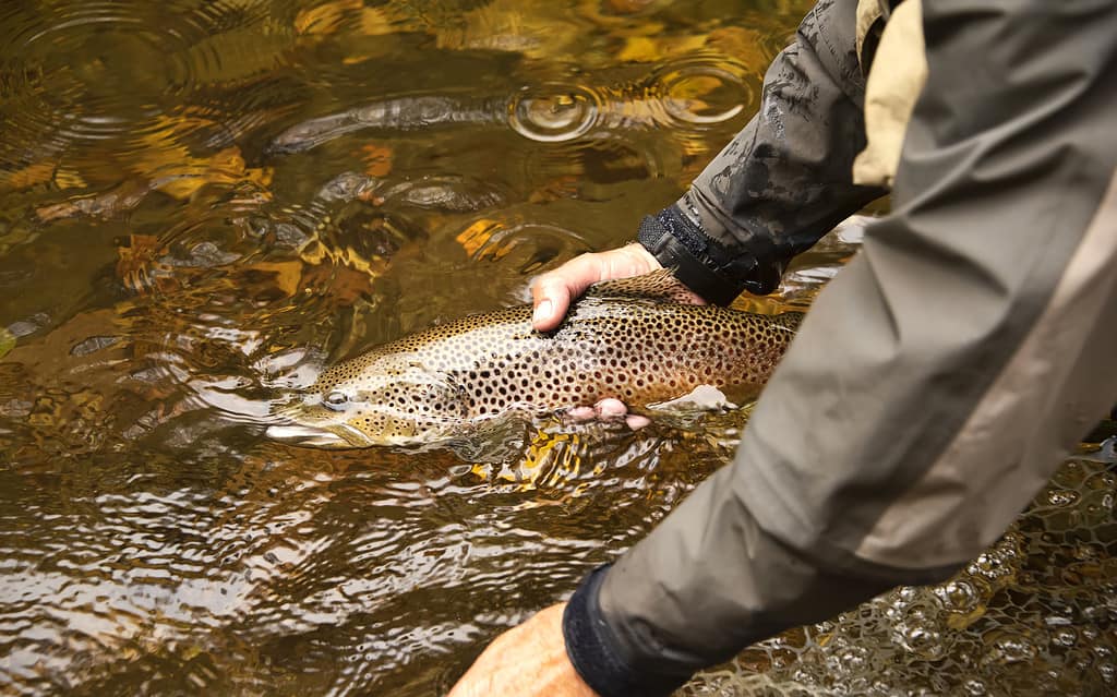 A man holding trout in water. 