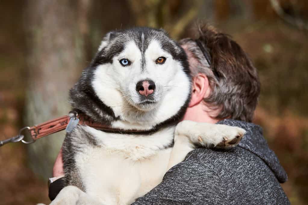 A Siberian husky being carried by its owner. 