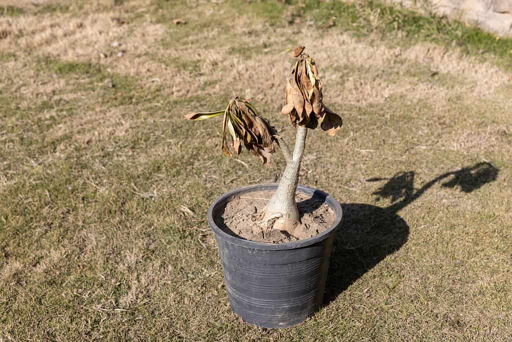 A bonsai tree that has dried out . 