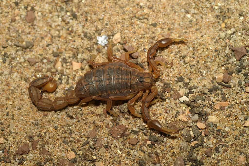  Image of a Stripe-tailed scorpion, displaying its striped tail and distinctive features.