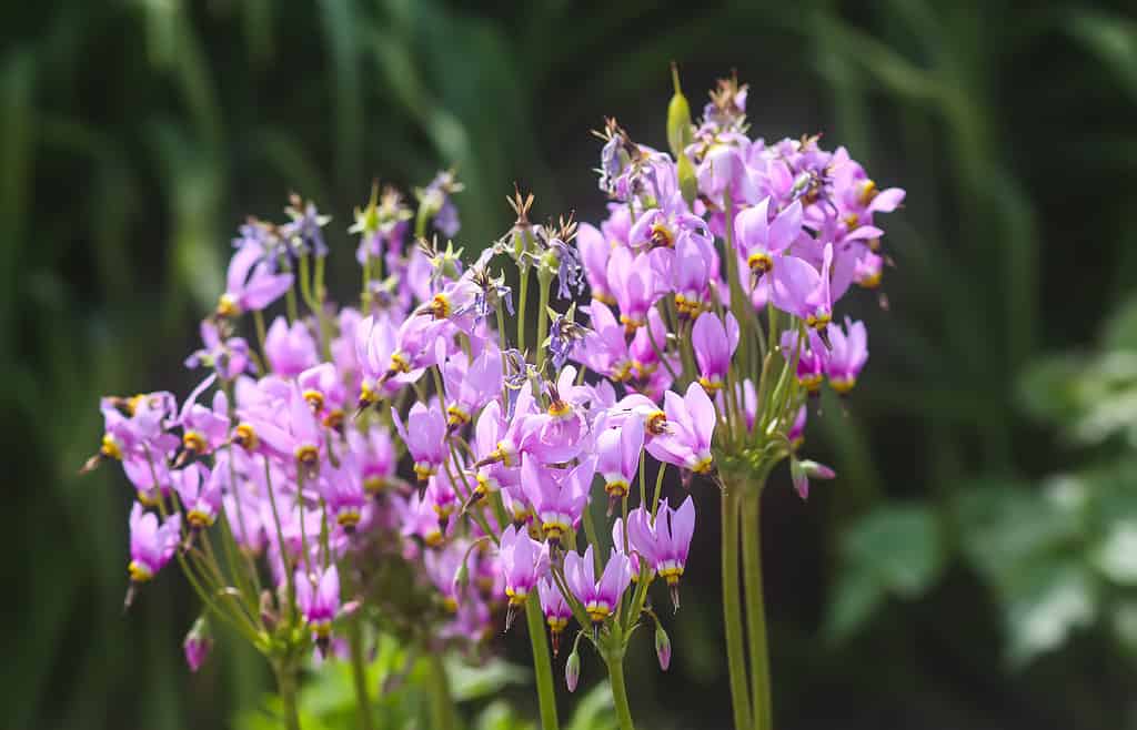 Dodecatheon meadia