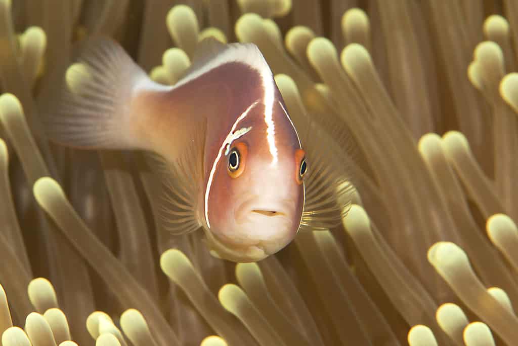 Amphiprion perideraion,  pink skunk clownfish or pink anemonefish among tentacles of Mertens Anemone (stichodactyla mertensii) in a symbiotic relationship: Bali, Indonesia