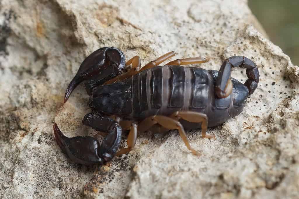 Close up of a European Yellow-tailed Scorpion, Euscorpius flavicaudis, from Allegre-les-Fumades in the Gard, France