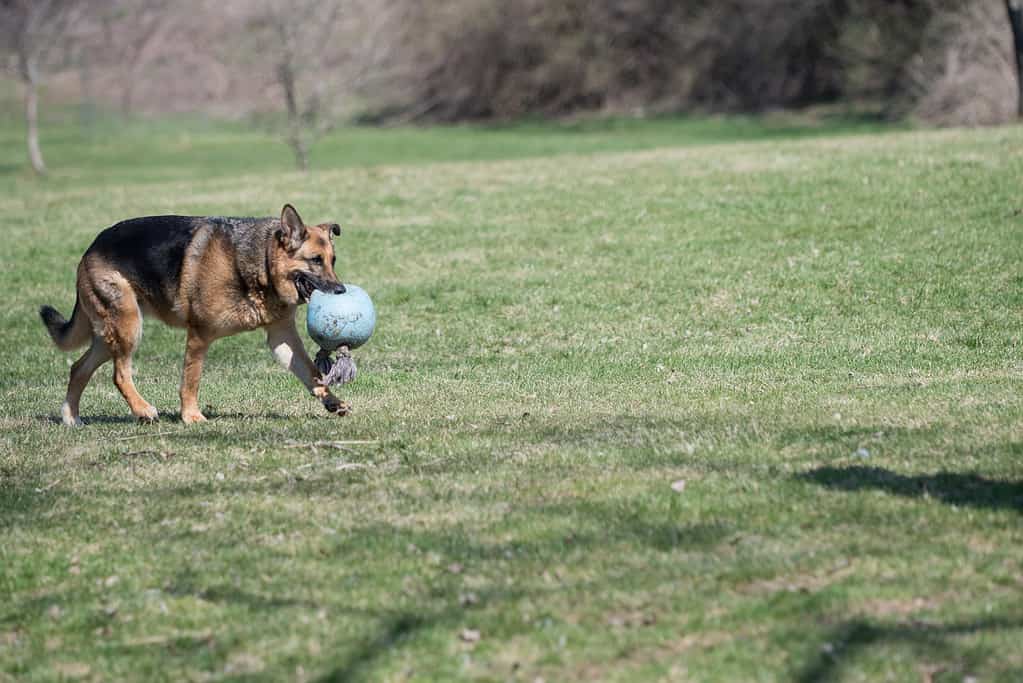 A playful German Shepherd enjoying a game of fetch, postpartum exercise for a healthy recovery.