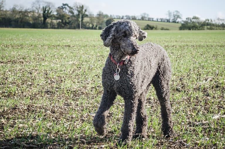 National Poodle Day 2024 Date, Origin, and Ways to Celebrate AZ Animals