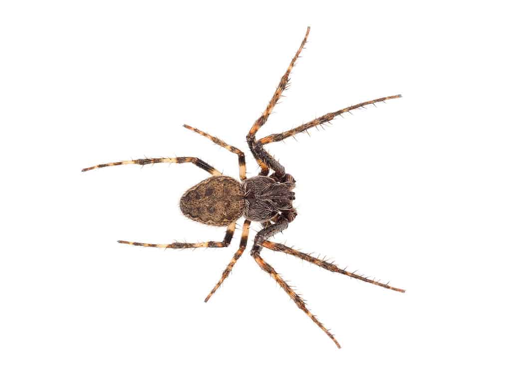 Nuctenea umbratica, the walnut orb-weaver spider, is a species of spider in the family Araneidae.
