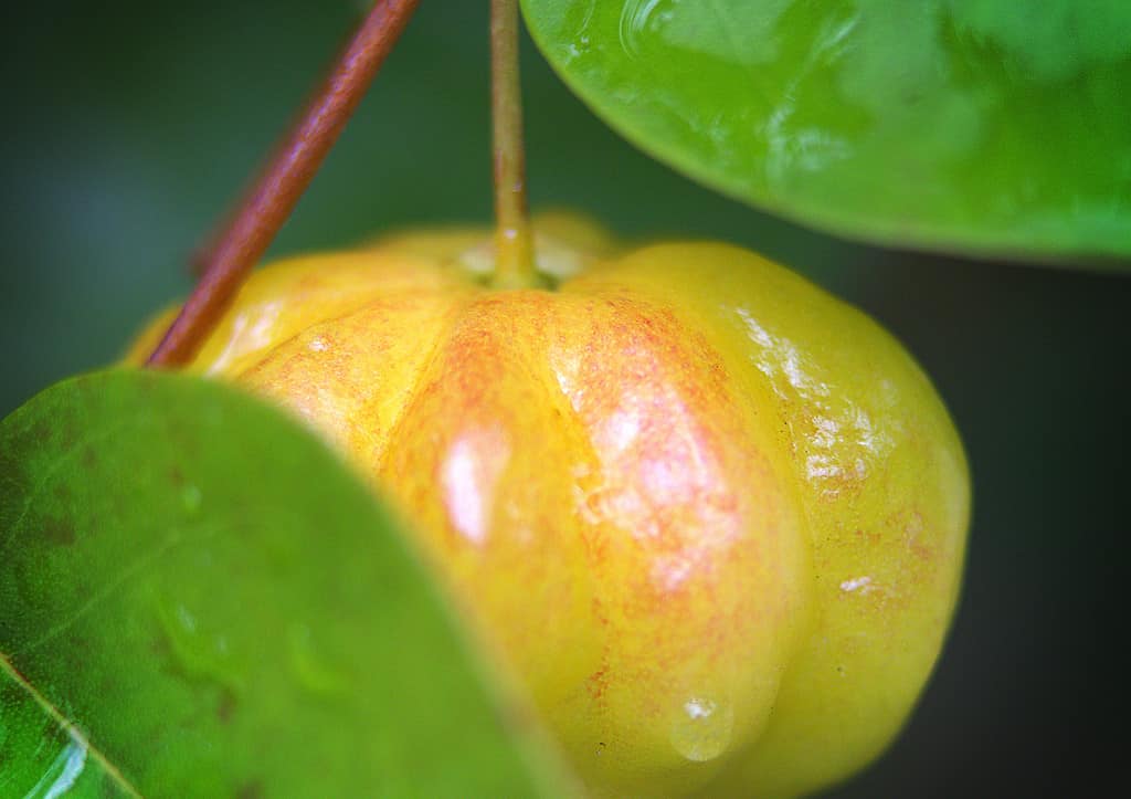 A closeup of the Eugenia uniflora fruit a.k.a. the Eugenia fruit.