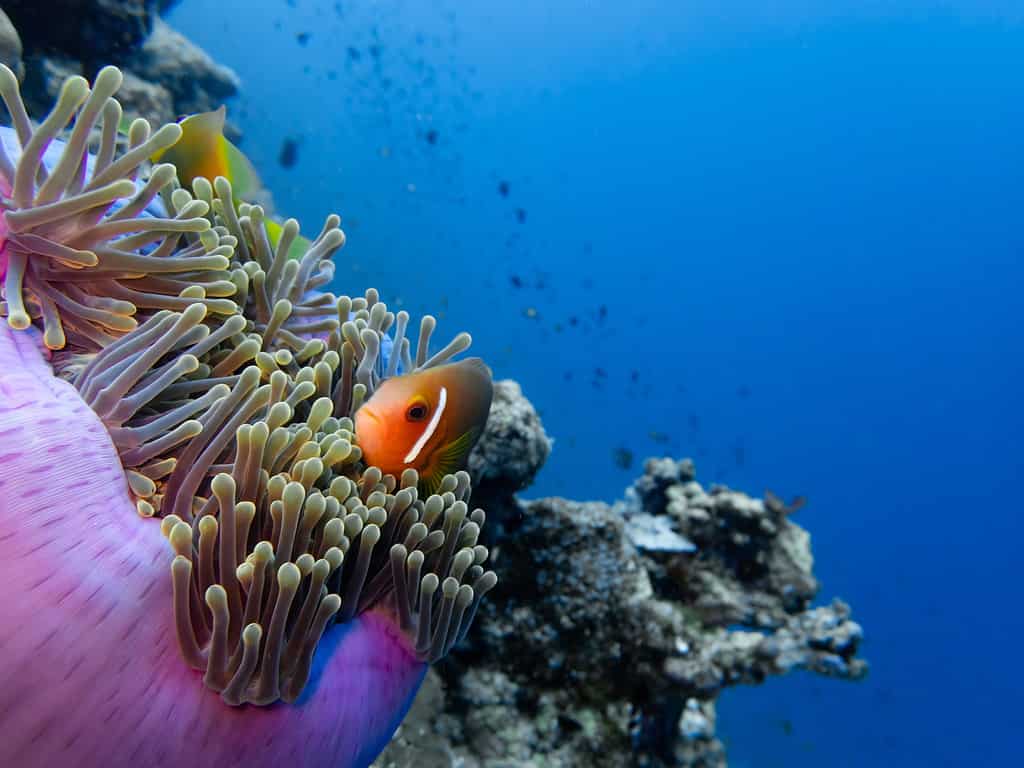 Maldivian Clownfish in his Anemone
