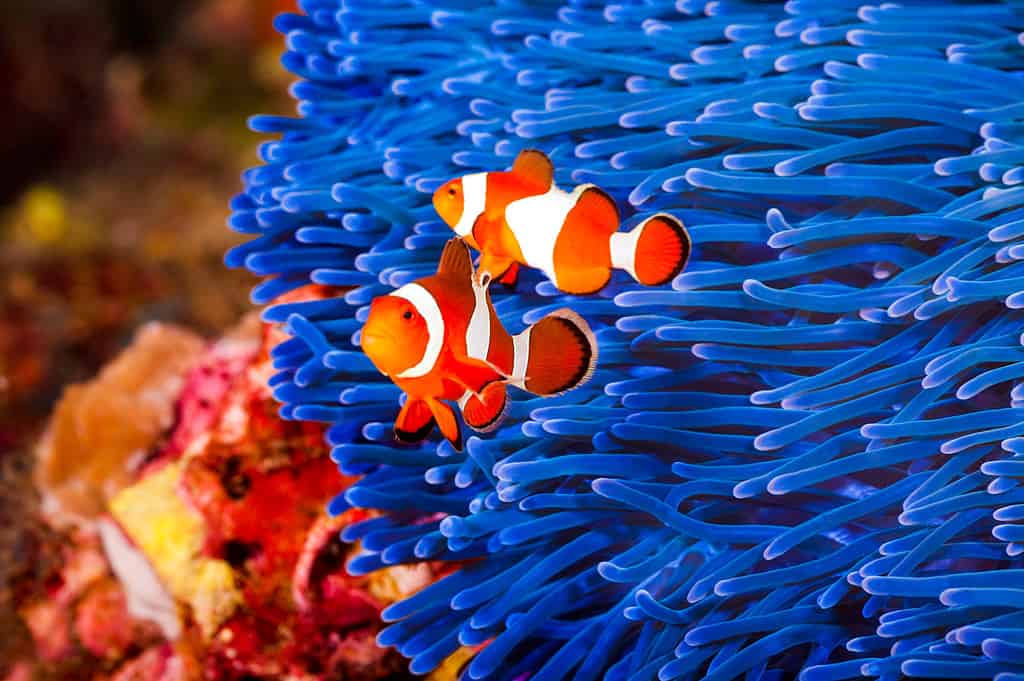 Anemonefish, Sea Anemone, Blue, False Clown Fish, Two Animals