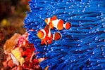 Clownfish