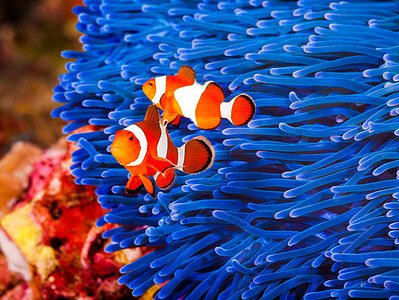 A 11 Cheap Saltwater Aquarium Fish to Buy on a Budget