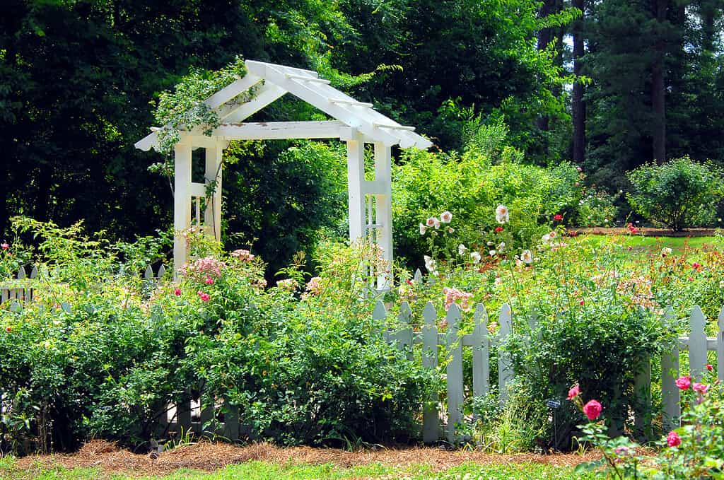 "Gardens of the American Rose Center in Shreveport, Louisiana has beautiful landscaping with this white wooden pavillion and white picket fence. Hollyhocks and roses bloom together around fence."